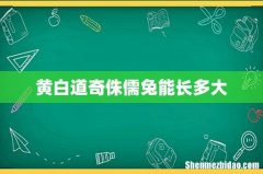 黄白道奇侏儒兔能长多大