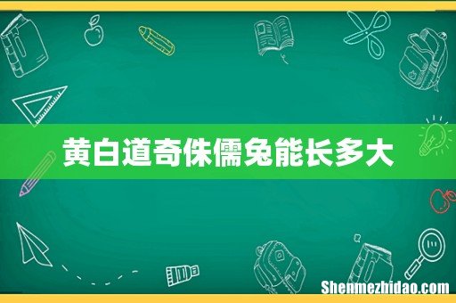 黄白道奇侏儒兔能长多大