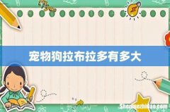 宠物狗拉布拉多有多大