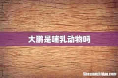 大鹏是哺乳动物吗