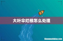 大叶伞烂根怎么处理