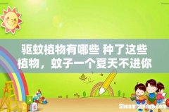 驱蚊植物有哪些 种了这些植物，蚊子一个夏天不进你家！