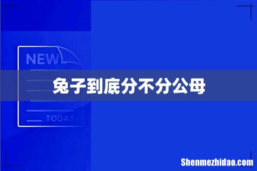 兔子到底分不分公母