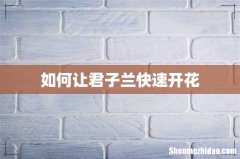 如何让君子兰快速开花
