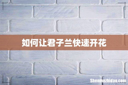 如何让君子兰快速开花