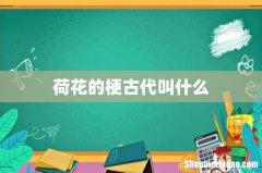 荷花的梗古代叫什么