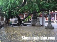 ammy为什么出家