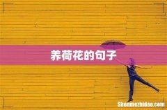 养荷花的句子