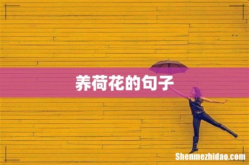 养荷花的句子