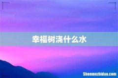 幸福树浇什么水