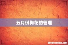 五月份梅花的管理