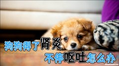 狗狗经常呕吐怎么办 狗狗经常呕吐怎么回事