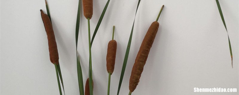 河里蒲棒怎么吃 水里的蒲棒有哪些功效