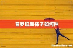 普罗旺斯柿子如何种