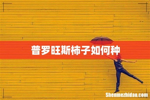 普罗旺斯柿子如何种