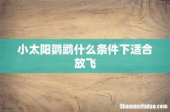 小太阳鹦鹉什么条件下适合放飞