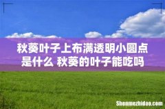 秋葵叶子上布满透明小圆点是什么 秋葵的叶子能吃吗