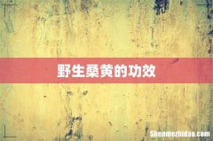 野生桑黄的功效
