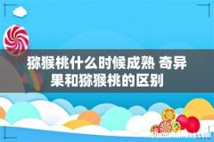 猕猴桃什么时候成熟 奇异果和猕猴桃的区别