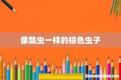 像瓢虫一样的棕色虫子