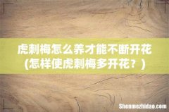 怎样使虎刺梅多开花？ 虎刺梅怎么养才能不断开花