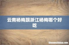 云南杨梅跟浙江杨梅哪个好吃