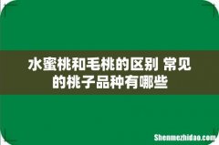 水蜜桃和毛桃的区别 常见的桃子品种有哪些