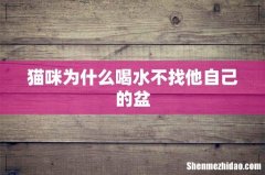 猫咪为什么喝水不找他自己的盆