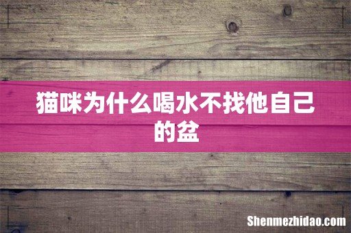 猫咪为什么喝水不找他自己的盆