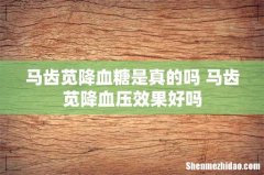 马齿苋降血糖是真的吗 马齿苋降血压效果好吗
