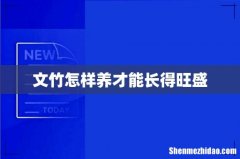 文竹怎样养才能长得旺盛