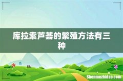 库拉索芦荟的繁殖方法有三种