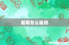 葡萄怎么催熟