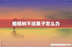 橄榄树不结果子怎么办