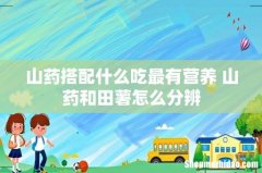 山药搭配什么吃最有营养 山药和田薯怎么分辨