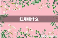 红月喂什么