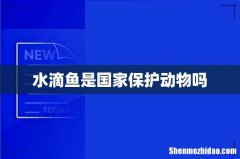 水滴鱼是国家保护动物吗