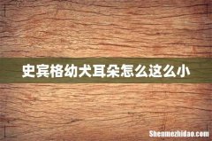 史宾格幼犬耳朵怎么这么小