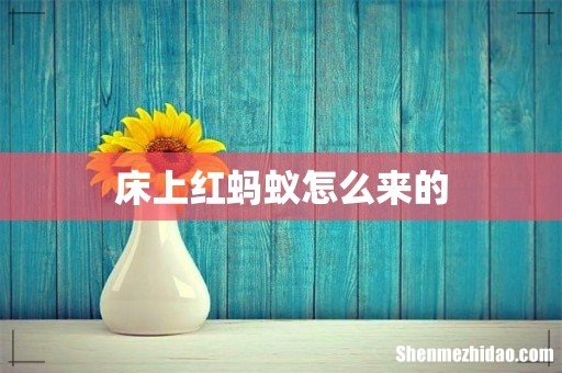 床上红蚂蚁怎么来的