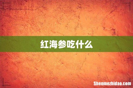 红海参吃什么