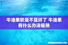 牛油果软是不是坏了 牛油果有什么办法催熟