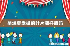 星爆夏季掉的叶片能扦插吗