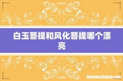 白玉菩提和风化菩提哪个漂亮