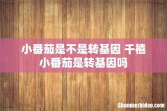 小番茄是不是转基因 千禧小番茄是转基因吗