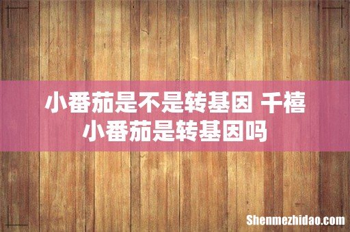 小番茄是不是转基因 千禧小番茄是转基因吗