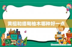 黄檀和缅甸柚木哪种好一点