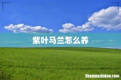 紫叶马兰怎么养