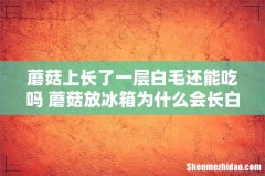 蘑菇上长了一层白毛还能吃吗 蘑菇放冰箱为什么会长白毛