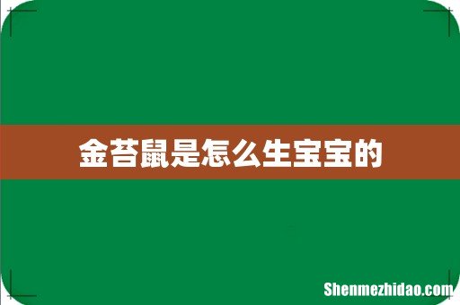 金苔鼠是怎么生宝宝的