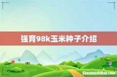强育98k玉米种子介绍
